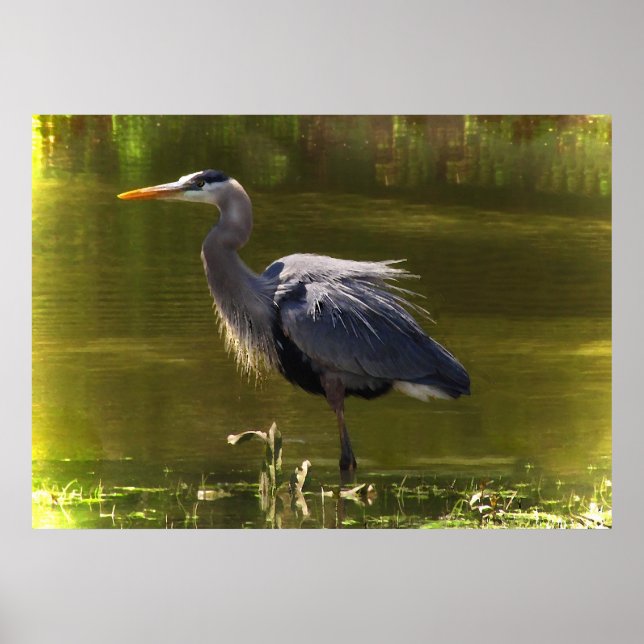 Affiches Great Blue Heron (Devant)