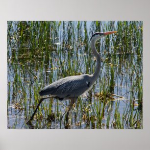 Affiches Great Blue Heron Bird Marsh Closeup