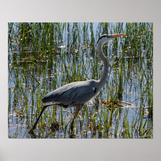 Affiches Great Blue Heron Bird Marsh Closeup (Devant)