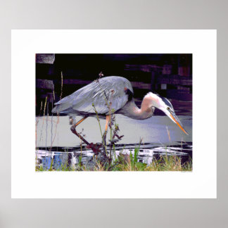 Affiches Great Blue Heron Foraging