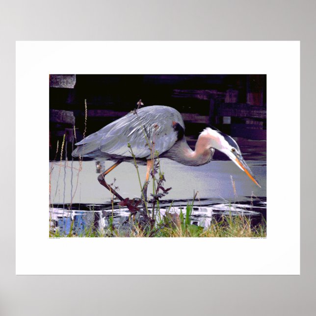 Affiches Great Blue Heron Foraging (Devant)