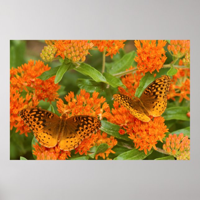 Affiches Great Spangled Fritillaries on Butterfly Milkweed (Devant)