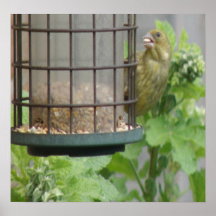 Affiches Greedy Greenfinch Print