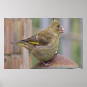 Affiches Greedy Greenfinch Print