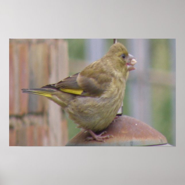 Affiches Greedy Greenfinch Print (Devant)