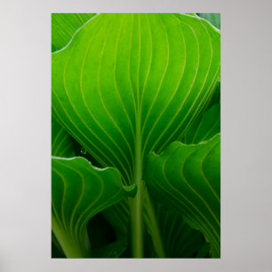 Affiches Green Hosta Leaf