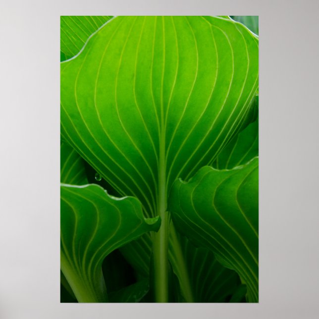 Affiches Green Hosta Leaf (Devant)