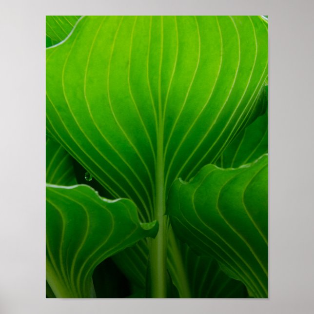Affiches Green Hosta Leaf (Devant)