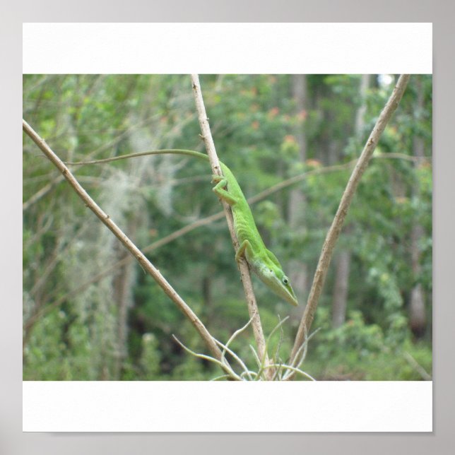 Affiches Green Lizard (Devant)