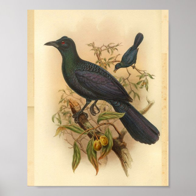 Affiches Green Purple Manucode Vintage Bird Print (Devant)
