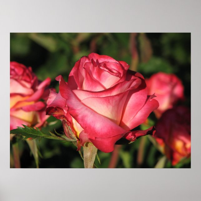 Affiches Grenade Hybrid Tea Roses 046 (Devant)