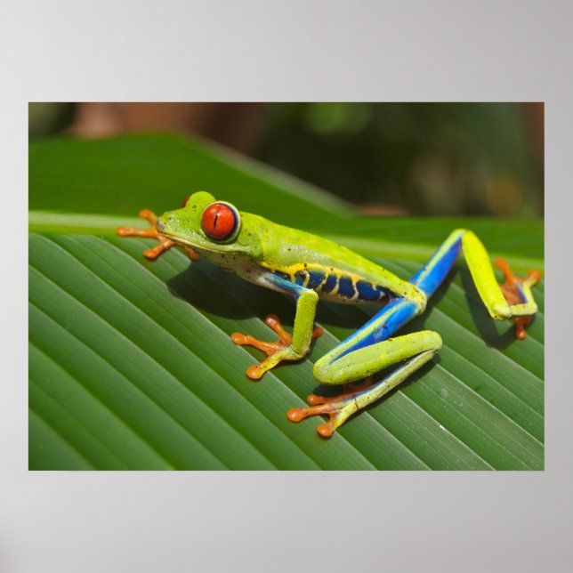 Affiches Grenouille (Devant)