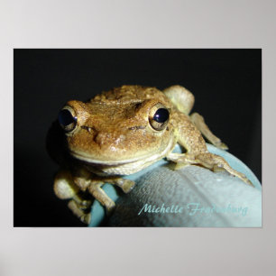 Affiches Grenouille