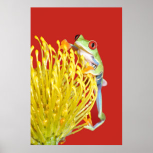 Affiches grenouille