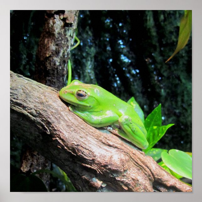 Affiches Grenouille à arbre vert (Devant)