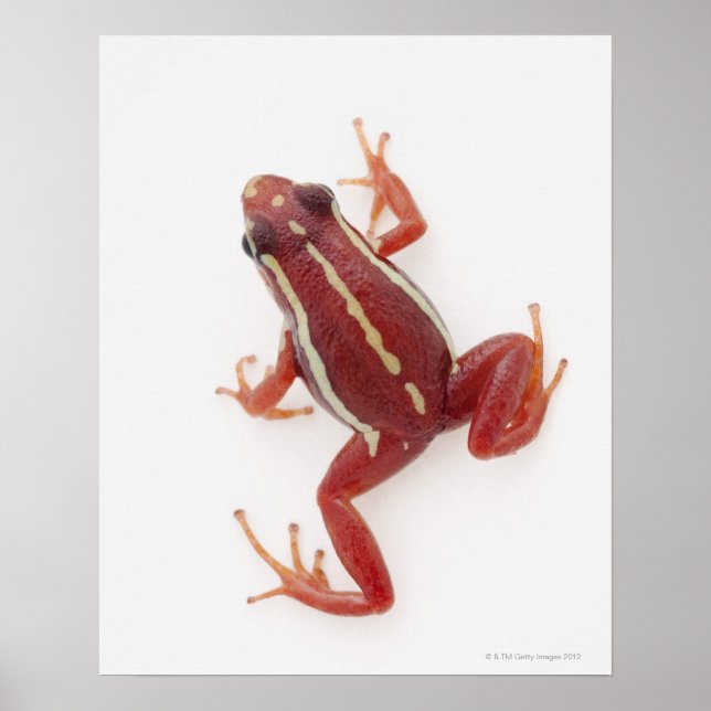 Affiches Grenouille à tarte blanche (Devant)