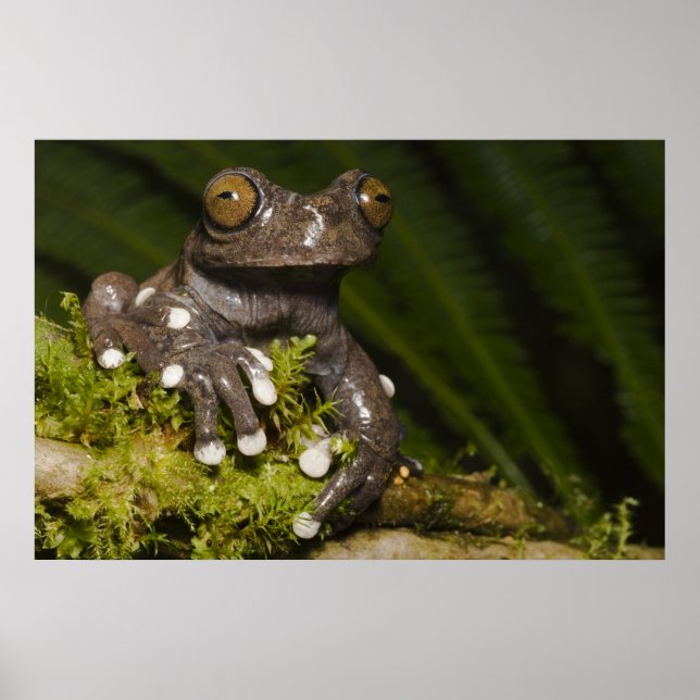 Affiches Grenouille arboricole captive de Tapichalaca Hylos (Devant)