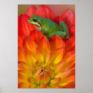 Affiches Grenouille arboricole du Pacifique sur des fleurs