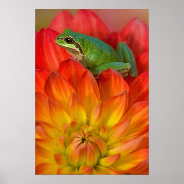Affiches Grenouille arboricole du Pacifique sur des fleurs (Devant)
