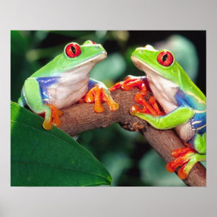 Affiches Grenouille aux yeux rouges, Agalychinis callidryas