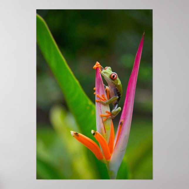 Affiches Grenouille aux yeux rouges, Costa Rica (Devant)