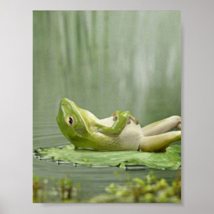 Affiches Grenouille azy