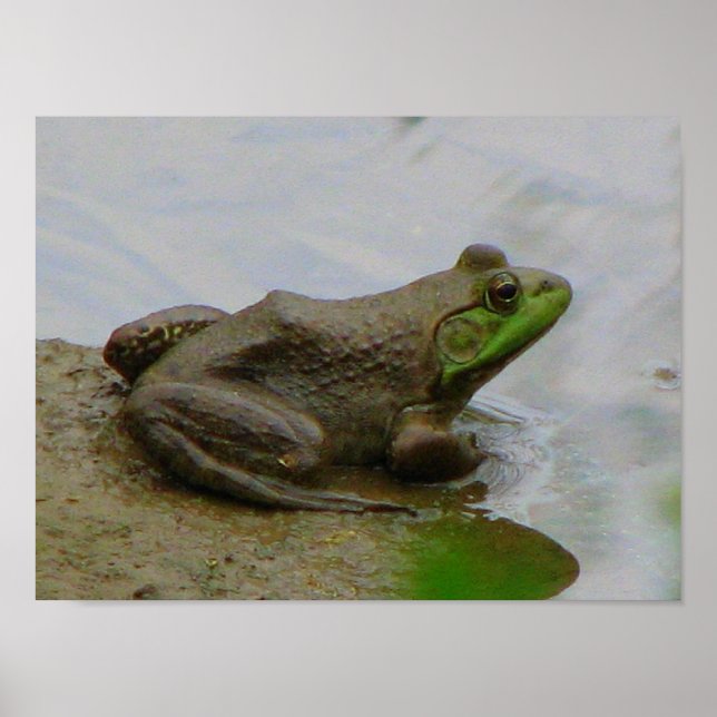 Affiches Grenouille dans la boue (Devant)