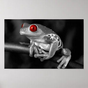 Affiches Grenouille d'arbre observée par rouge