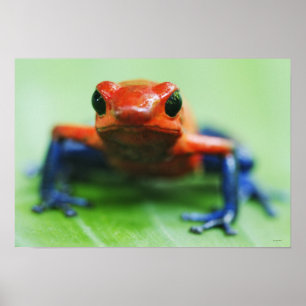 Affiches Grenouille de blue-jean