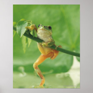 Affiches Grenouille des arbres