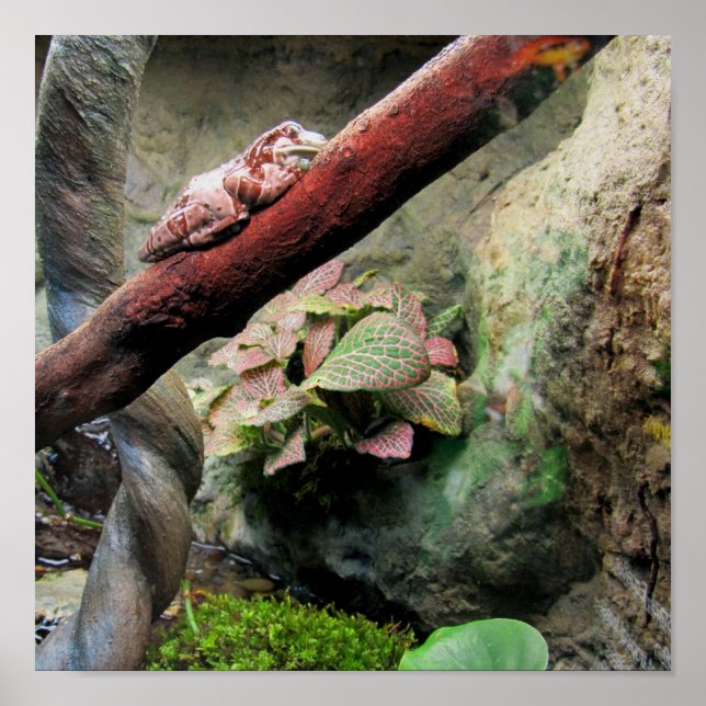 Affiches Grenouille des arbres (Devant)