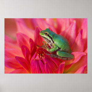 Affiches Grenouille du Pacifique sur des fleurs dans notre
