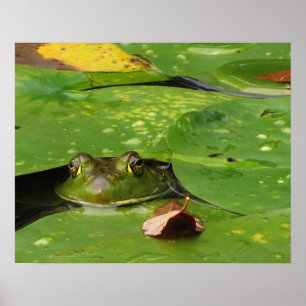 Affiches Grenouille et Lily Pads