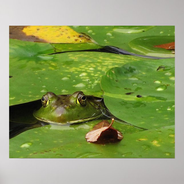 Affiches Grenouille et Lily Pads (Devant)
