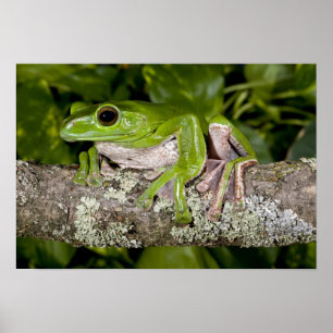 Affiches Grenouille géante glissante, Polypedates dennysi s