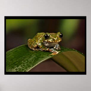 Affiches Grenouille - Knowsley Safari Park