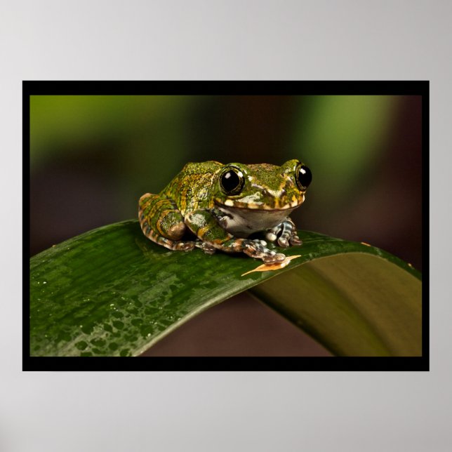 Affiches Grenouille - Knowsley Safari Park (Devant)