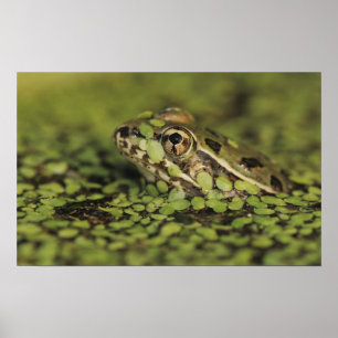 Affiches Grenouille Léopard Rio Grande, Rana berlandieri,