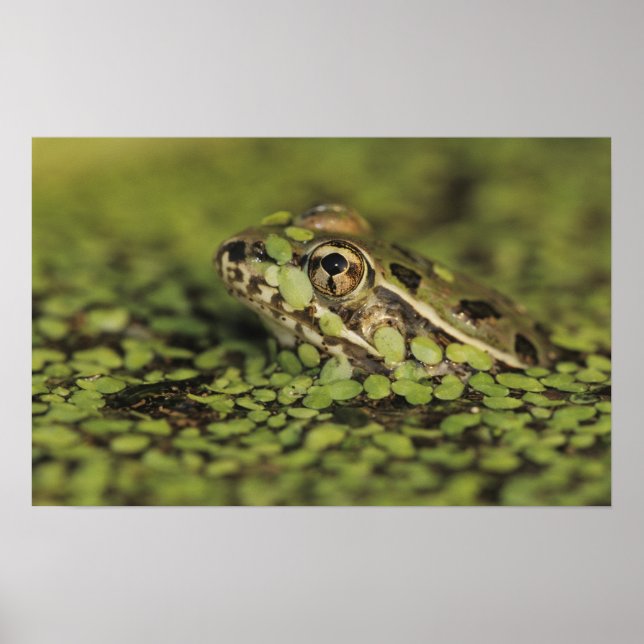 Affiches Grenouille Léopard Rio Grande, Rana berlandieri, (Devant)