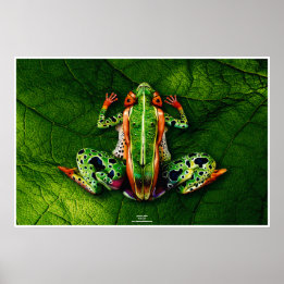 Affiches Grenouille par Johannes Stötter