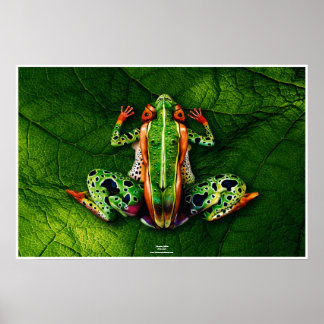 Affiches Grenouille par Johannes Stötter
