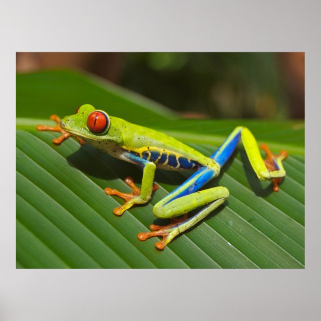 Affiches Grenouille verte à l'oeil rouge (Devant)