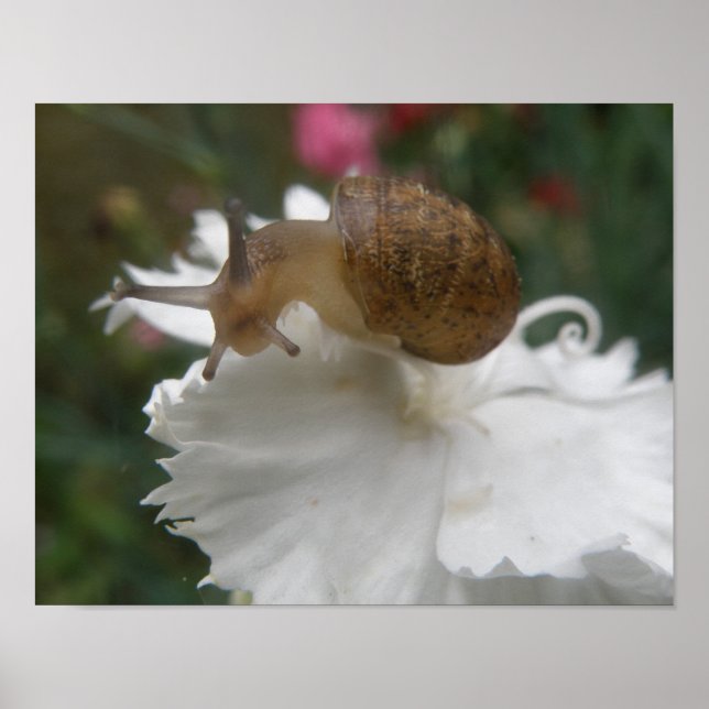 Affiches Grille de jardin et carnation blanche (Devant)