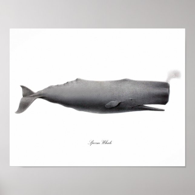 Affiches Gris Photographie d'art noir et blanc Sperm Whale  (Devant)