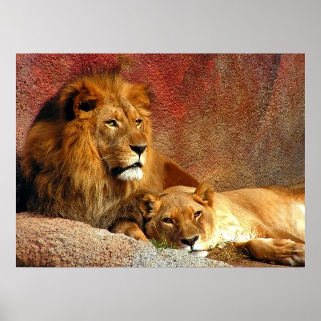 Affiches Gros Chats - 6 (Devant)