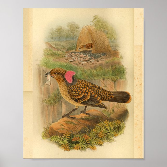 Affiches Gros oiseau soufflant Brown Imprimer Vintage (Devant)