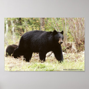 Affiches gros ours noir