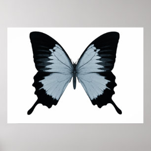 Affiches Gros Papillon bleu et noir