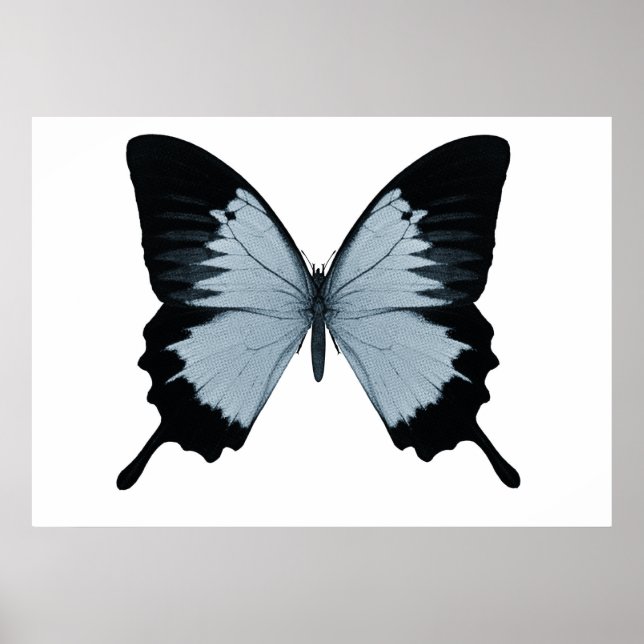 Affiches Gros Papillon bleu et noir (Devant)