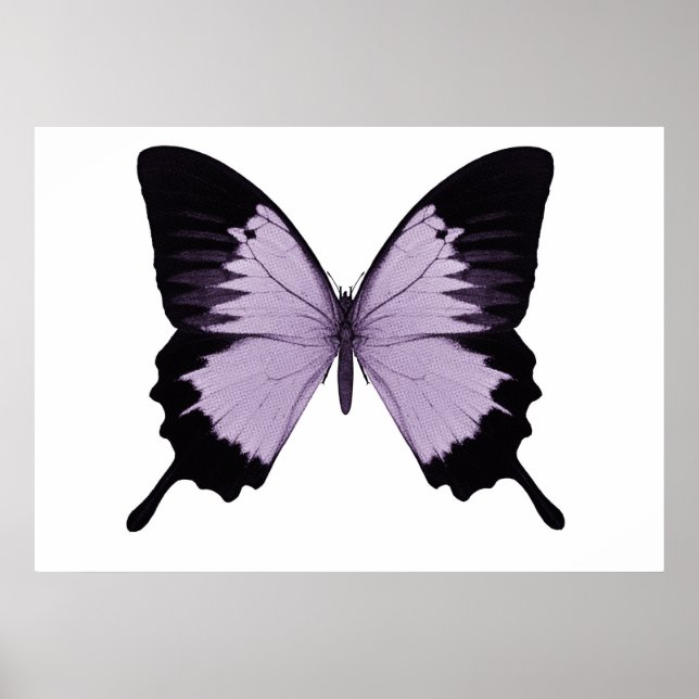 Affiches Gros papillon violet et noir (Devant)
